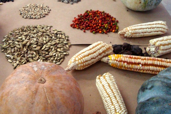 En la Biósfera La Sepultura se promueven esquemas de producción de maíz orgánico, así como el rescate del sistema milpa, en donde se localizan diversas especies de calabaza, chile, chayote, chilacayote, yerbamora, verdolaga, frijol, entre otros. Foto: Cortesía/Chiapas PARALELO