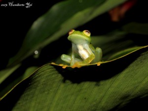 Nombre Científico: Hyalinobatrachium fleischmanni Nombre Común: Ranita de cristal Lugar: Ejido Nuevo Huixtan en las Margaritas, Chiapas (Selva Lacandona). Foto: Humberto Yee