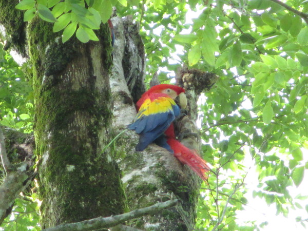 La CONANP monitorea la guacamaya roja en comunidades de Palenque. Avistamientos muestran 5 parejas en inmediaciones del área natural protegida
