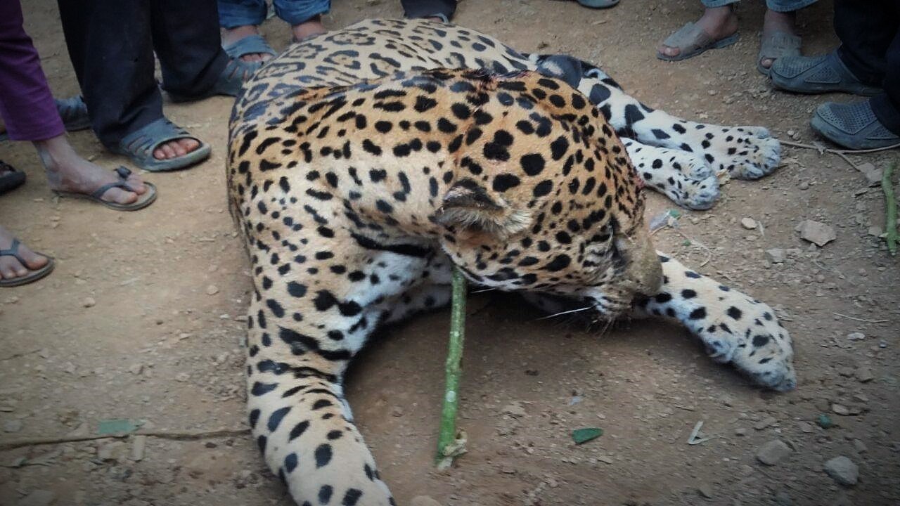 FELINOS DE LA SELVA felinos de la selva: