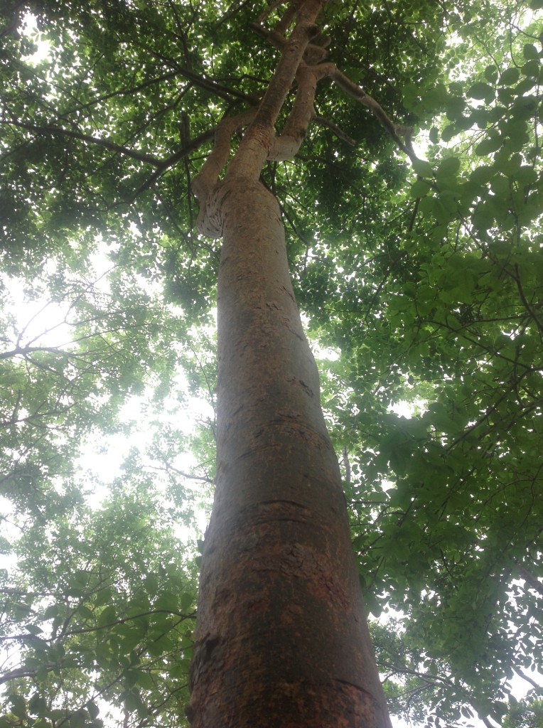 La corteza del árbol de mulato sirve como remedio para la tifoidea y los nacidos. Foto: Isaín Mandujano/ChiapasPARALELO