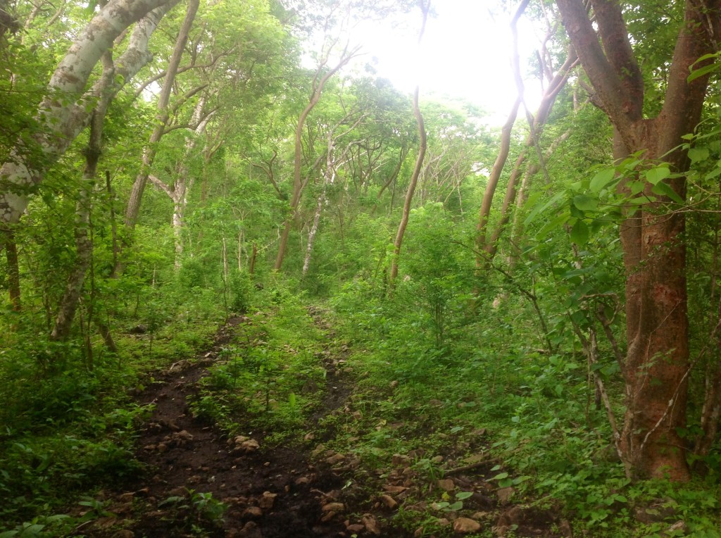 Los árboles de mulatos sirven como referencia para ubicar un ecosistema que no ha sido afectado. En Tuxtla en la reserva Villa Allende todavía se puede observar la especie. Foto: Isain Mandujano/ChiapasPARALELO