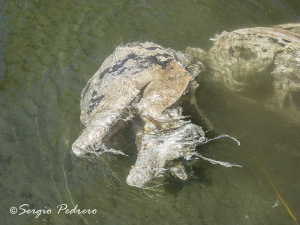 Pescadores del municipio de Arriaga están utilizando de carnada a delfines para pescar tiburones.  (FOTO DELFIN TRES Y CUATRO) Fotos: Cortesía de Sergio Pedrero/Chiapas PARALELO.