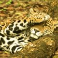 El animal más atractivo  del Zoomat