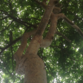 Árbol de la vida
