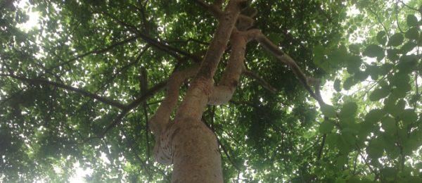 Fue hasta donde estaba el árbol de higo, le agradaba su sombra y las historias que cobijaba en sus raíces, historias tristes y también entusiastas, historias familiares y de vida.