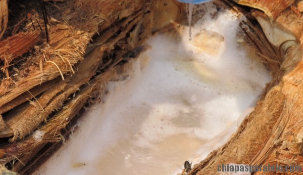 Taberna, bebida tradicional de Chiapas que tiene altos contenidos de azúcares y alcoholes, se obtiene de la palma de coyol. Foto: Ángeles Mariscal/Chiapas PARALELO