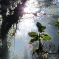 Bosques de Niebla de Chiapas, ahora amenazados por la industria minera, captan la lluvia que nutre a la región. Foto: Ángeles Mariscal/Chiapas PARALELO