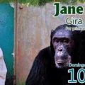 Jane Goodall 01