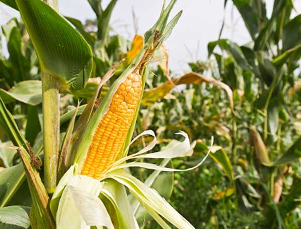 Logran acuerdo gobierno y maiceros para la compra-venta de maíz en Chiapas. 