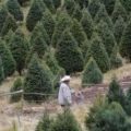 Árboles de navidad mexicanos. Foto: Cortesía