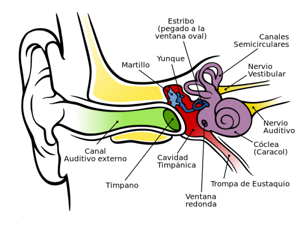 Ilustración tomada de Wikipedia