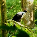 Pavón de cacho.  Ave característica por su cuerno rojo en la cabeza. Habita en los bosques de niebla. La especie vista en la imagen fue avistada en la Reserva de la Biosfera de El Triunfo, en la Sierra Madre de Chiapas. Foto: Isaín Mandujano/Chiapas PARALELO