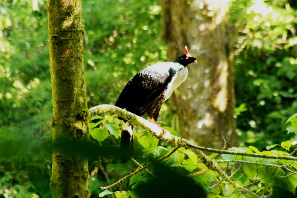 Pavón de cacho.  Ave característica por su cuerno rojo en la cabeza. Habita en los bosques de niebla. La especie vista en la imagen fue avistada en la Reserva de la Biosfera de El Triunfo, en la Sierra Madre de Chiapas. Foto: Isaín Mandujano/Chiapas PARALELO