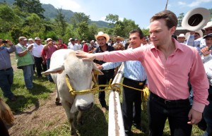 El reto de Manuel Velasco en el 2014, agarrar el toro por los cuernos. (Bueno, aunque el de la foto ni cuernos tiene). 