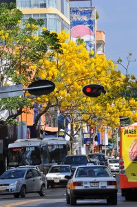 Otro ángulo de los árboles floridos de primavera en el Centro de Tuxtla Gutiérrez, Chiapas. Foto: Arturö Icarus Arias/Chiapas PARALELO