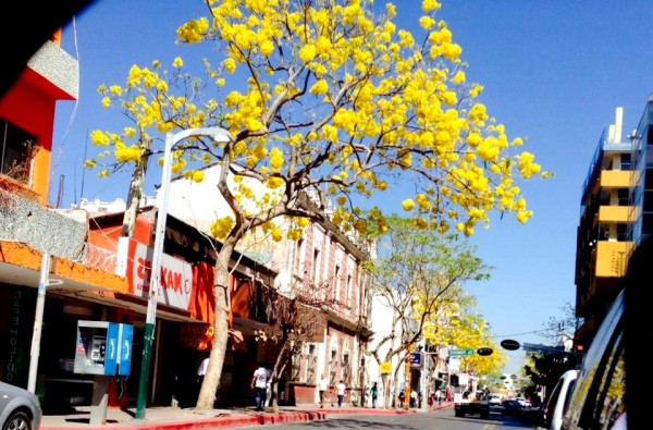 En la Avenida Central de Tuxtla, los árboles de primavera florecen en estos días del año para anunciar precisamente que la primavera esta cerca. Foto: Isaín Mandujano Chiapas PARALELO