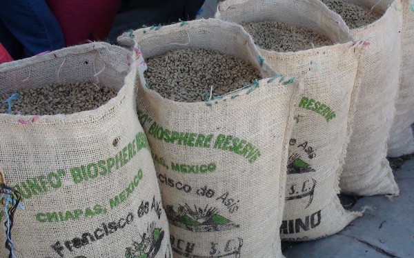 El café chiapaneco tiene calidad de exportación. Foto: Ángeles Mariscal/Chiapas PARALELO