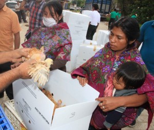 El DIF también entrega pollitos. Foto: Icoso