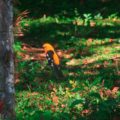 Un ave que habita en los alrededores del campamento de la Reserva de la Biosfera de El Triunfo. Foto: Isaín Mandujano/Chiapas PARALELO