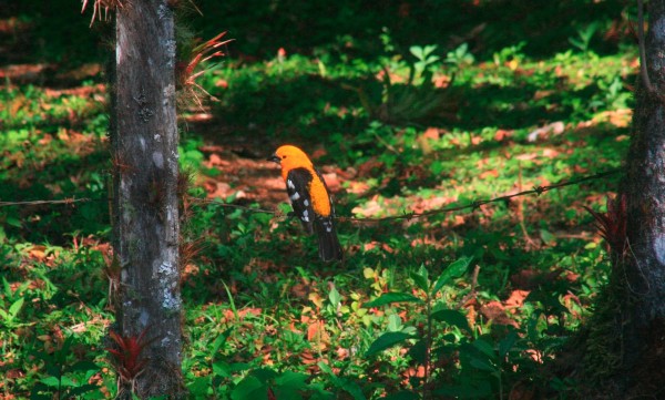 Un ave que habita en los alrededores del campamento de la Reserva de la Biosfera de El Triunfo. Foto: Isaín Mandujano/Chiapas PARALELO