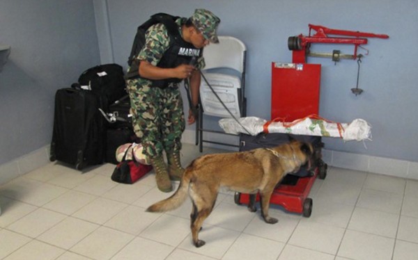 Policías y militares realizaron búsquedas en terminales de autotransporte en SCLC. Foto: PGJE 