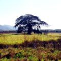 Ocozocoautla-Arriaga. Foto: Isaín Mandujano/Chiapas PARALELO