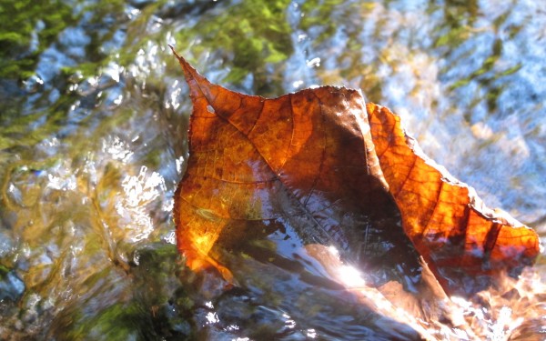 Chiapas tiene una de las reservas de agua dulce más importantes del mundo. Foto: Ángeles Mariscal/Chiapas PARALELO