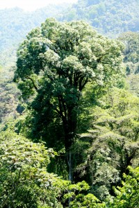 Un inmenso árbol sobresale en el bosque de la  Reserva de la Biósfera El Triunfo. Foto: Isaín Mandujano