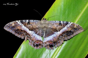 Mariposa nocturna, Ascalapha odorata. Lugar: Isla la Concepción en Acapetahua, Chiapas (REBIEN). Foto: Humberto Yee