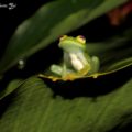 Nombre Científico: Hyalinobatrachium fleischmanni
Nombre Común: Ranita de cristal 
Lugar: Ejido Nuevo Huixtan en las Margaritas, Chiapas (Selva Lacandona). Foto: Humberto Yee