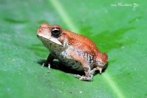 Sapo del género Incilius. Lugar: Isla la Concepción en Acapetahua, Chiapas (REBIEN). Foto: Humberto Yee