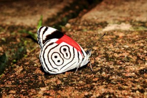 Nombre Científico: Diaethria anna Nombre Común: Mariposa ochenta y ocho. Lugar: Ejido Nuevo Huixtan en Las Margaritas, Chiapas (Selva Lacandona). Foto: Humberto Yee