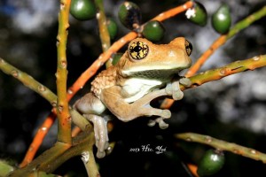 Nombre Científico: Trachycephalus typhonius Nombre Común: rana arborícola lechosa, rana venulosa Lugar: Ejido Ixcan en Ocosingo, Chiapas (Selva Lacandona). Foto: Humberto Yee