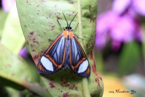 Mariposa nocturna, posiblemente Hyalurga leucophlebia. Lugar: Isla la Concepción en Acapetahua, Chiapas (REBIEN). Foto: Humberto Yee