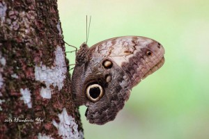 Nombre Científico: Caligo telamonius memnon Nombre Común: Mariposa tecolote Lugar: Ejido Nuevo Huixtan en Las Margaritas, Chiapas (Selva Lacandona). Foto: Humberto Yee