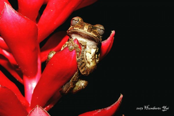 Rana de Árbol mexicana / Smilisca baudinii. Lugar: Isla la Concepción en Acapetahua, Chiapas (Reserva de la Biósfera La Encrucijada, REBIEN). Foto: Humberto Yee