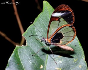 Nombre Científico: Pteronymia cotytto Nombre del autor de la especie: (Guérin-Méneville, [1844]) Nombre Común: Mariposa de Alas de cristal Lugar: Ejido Nuevo Huixtan en las Margaritas, Chiapas (Selva Lacandona) Foto: Humberto Yee