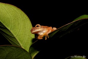 Rana, posiblemente Dendropsophus microcephalus Lugar: Benemérito de las Américas, Chiapas (Selva Lacandona). Foto: Humberto Yee