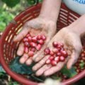 La cafeticultura es una de las principales actividades económicas de Chiapas. Foto: Ángeles Mariscal