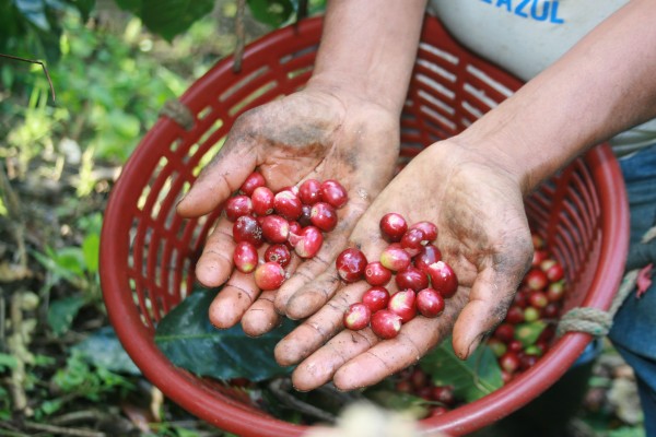 La cafeticultura es una de las principales actividades económicas de Chiapas. Foto: Ángeles Mariscal