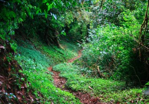 Sendero en la  Reserva de la Biósfera El Triunfo. Foto: Isaín Mandujano