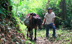 El arriero de la Reserva de la Biósfera El Triunfo. Foto: Isaín Mandujano