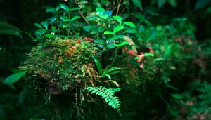 Un viejo tronco seco cubierto de otra vida en miniatura.  Reserva de la Biósfera El Triunfo. Foto: Isaín Mandujano