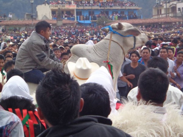 Toros en Carnaval de San Juan Chamula. Foto: Manuel Ghomez