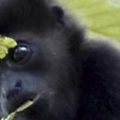 Primates de Chiapas 001