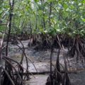 manglar1