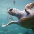 1024px-Loggerhead_sea_turtle