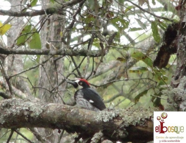 "El Bosque" podrá rescatarse con donaciones de ciudadanos y ciudadanas.