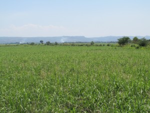 En esta temporada también se inicia con la siembra de la caña. Foto: Sandra de los Santos/Chiapas PARALELO. 